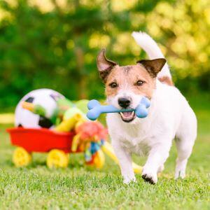 Best dog toys