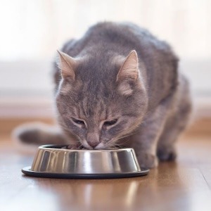 Best diet for cats